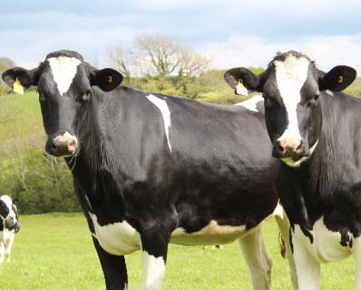 Informationen und Angebote zu Holstein Schwarzbunt